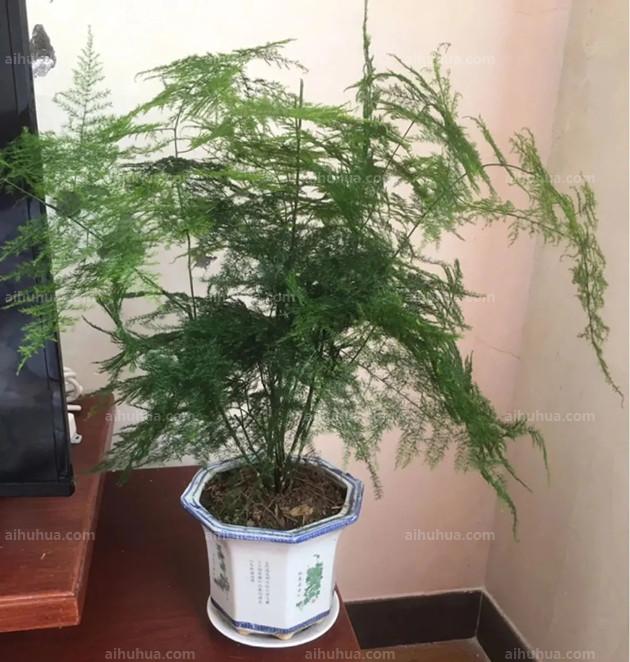 这10种植物特别怕晒，太耐阴了！6