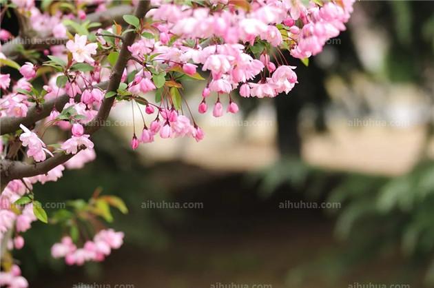 快出来赏春了，这9种花已经开好了！6