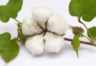 棉花_棉花的养殖方法-棉花的养护知识