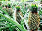 菠萝_菠萝的养殖方法-菠萝的养护知识