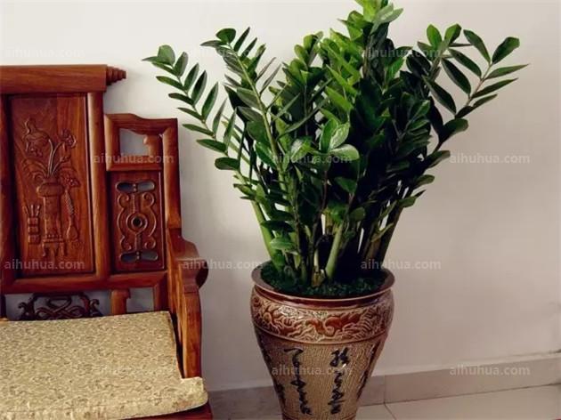 客厅必养的懒人植物，几个月都不用管！3