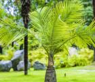 国王椰子_国王椰子的养殖方法-国王椰子的养护知识