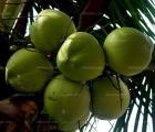 椰子_椰子的养殖方法-椰子的养护知识