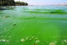 蓝藻_蓝藻的养殖方法-蓝藻的养护知识