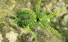 铁角蕨_铁角蕨的养殖方法-铁角蕨的养护知识