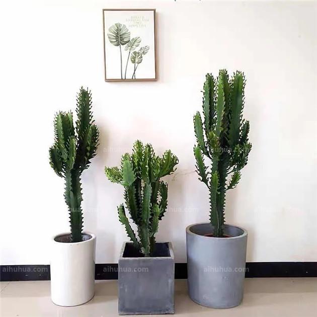 这4种植物最适合客厅，常年青翠，杀菌除尘身体棒！1