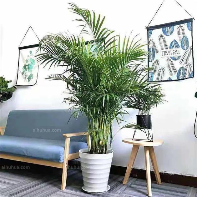 这4种植物最适合客厅，常年青翠，杀菌除尘身体棒！3