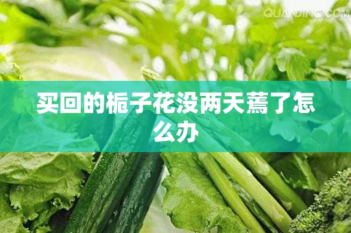 买回的栀子花没两天蔫了怎么办