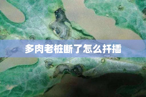 多肉老桩断了怎么扦插