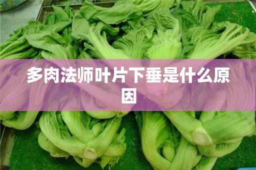 多肉法师叶片下垂是什么原因