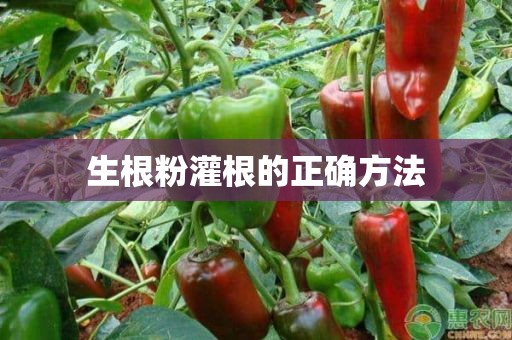 生根粉灌根的正确方法