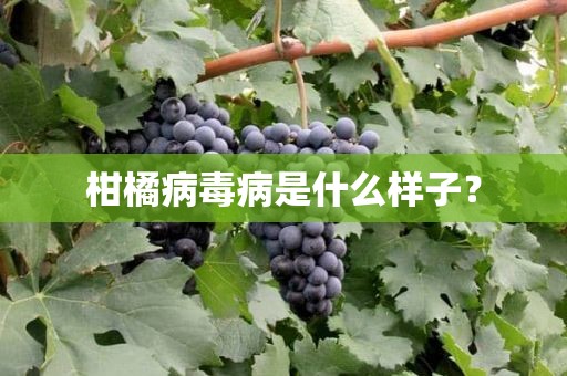 柑橘病毒病是什么样子？