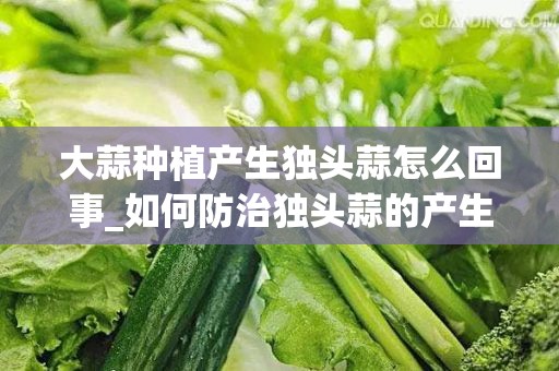 大蒜种植产生独头蒜怎么回事_如何防治独头蒜的产生