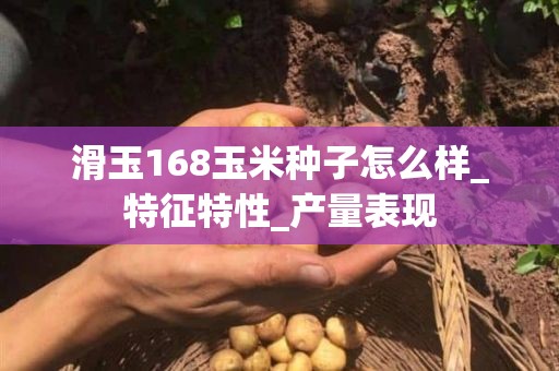 滑玉168玉米种子怎么样_特征特性_产量表现