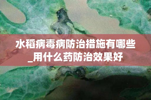 水稻病毒病防治措施有哪些_用什么药防治效果好