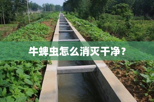 牛蜱虫怎么消灭干净？