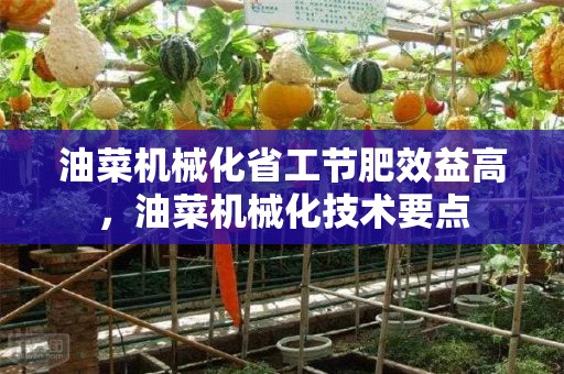 油菜机械化省工节肥效益高，油菜机械化技术要点