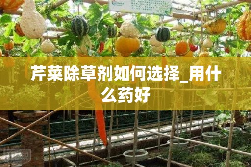 芹菜除草剂如何选择_用什么药好