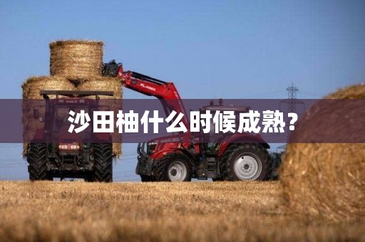 沙田柚什么时候成熟？