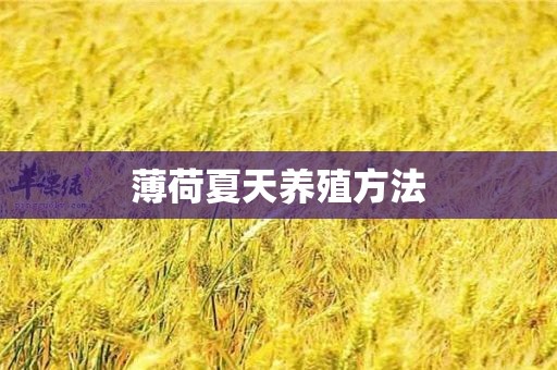 薄荷夏天养殖方法