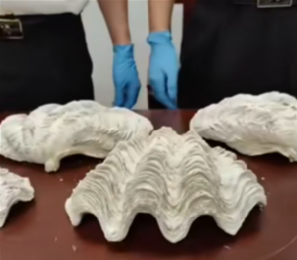 海洋中最大的双壳贝类之一 广州白云机场查获濒危动物“贝王”