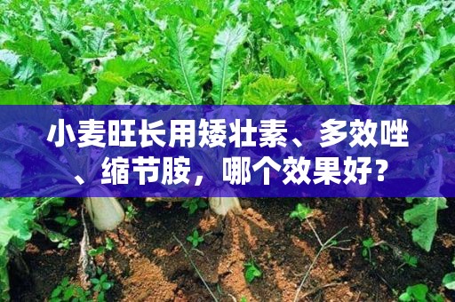 小麦旺长用矮壮素、多效唑、缩节胺，哪个效果好？