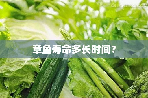 章鱼寿命多长时间？