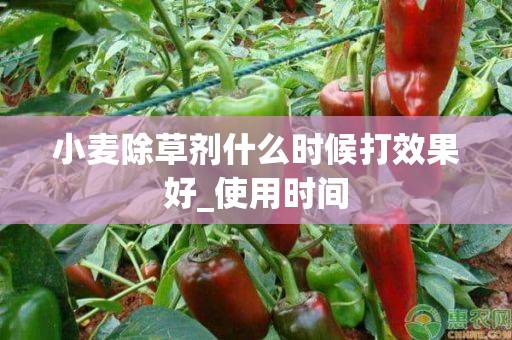 小麦除草剂什么时候打效果好_使用时间