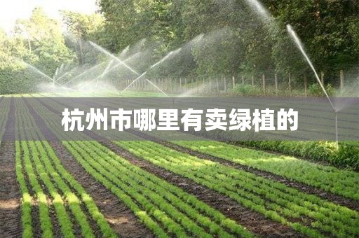 杭州市哪里有卖绿植的