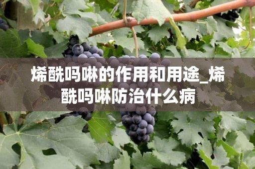 烯酰吗啉的作用和用途_烯酰吗啉防治什么病