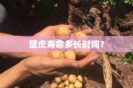 壁虎寿命多长时间？