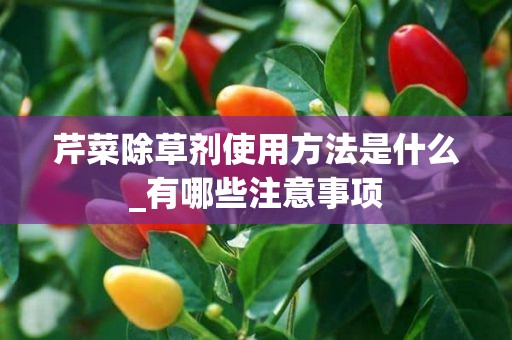 芹菜除草剂使用方法是什么_有哪些注意事项