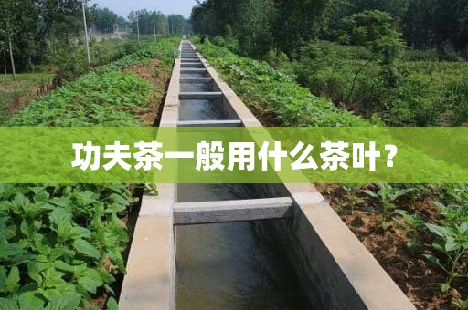 功夫茶一般用什么茶叶？