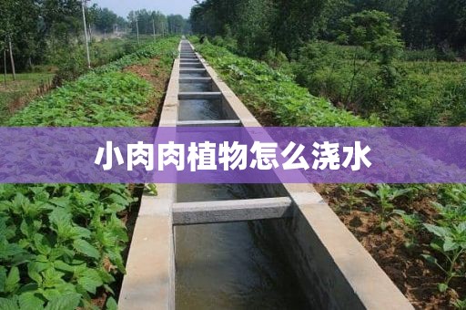 小肉肉植物怎么浇水