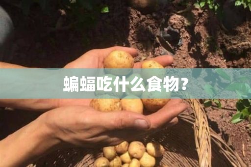 蝙蝠吃什么食物？