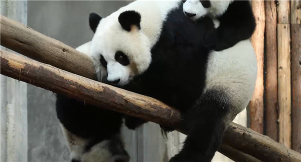 63岁男子向熊猫投掷苹果惹众怒 后果来了：被终身禁入