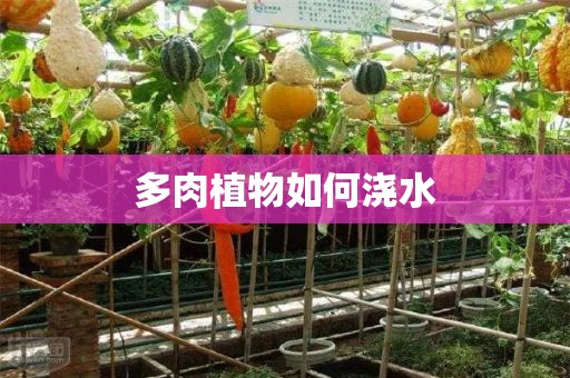 多肉植物如何浇水