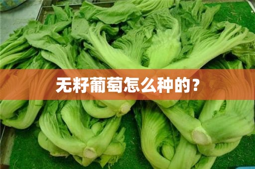 无籽葡萄怎么种的？