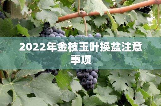 2022年金枝玉叶换盆注意事项