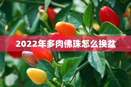 2022年多肉佛珠怎么换盆