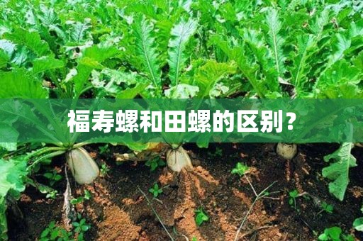 福寿螺和田螺的区别？