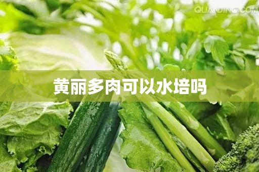 黄丽多肉可以水培吗