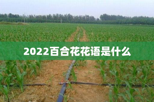 2022百合花花语是什么