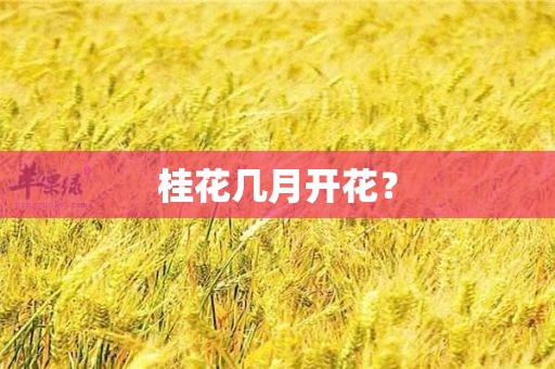 桂花几月开花？