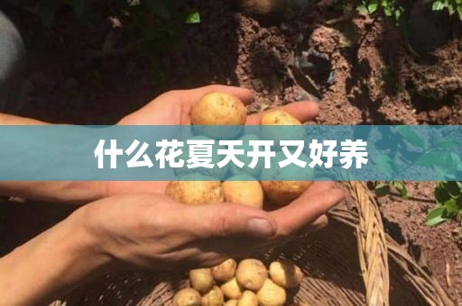 什么花夏天开又好养