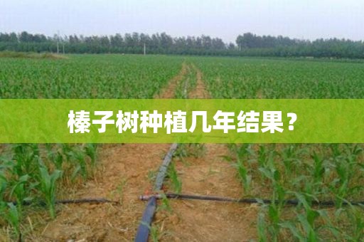 榛子树种植几年结果？