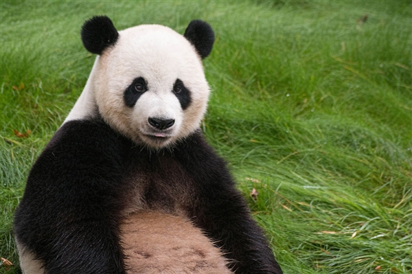 大熊猫捡到游客的伞：还给撑开了