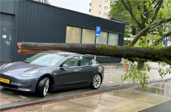 特斯拉Model 3车顶被腰粗大树砸中后竟无大碍 网友：这车够硬