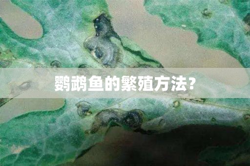 鹦鹉鱼的繁殖方法？