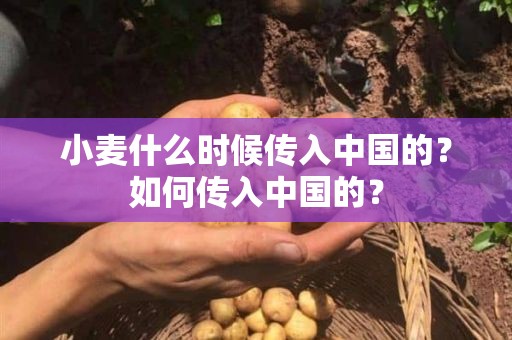 小麦什么时候传入中国的？如何传入中国的？